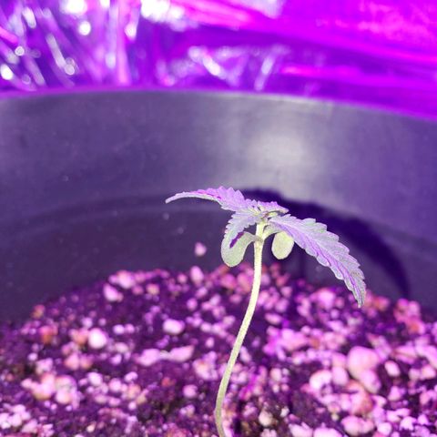 #1 Jane  growlog timeline photo