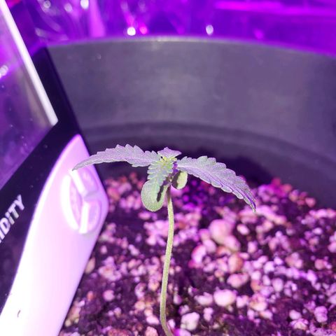 #1 Jane  growlog photo: Nasceu o segundo par de folhas