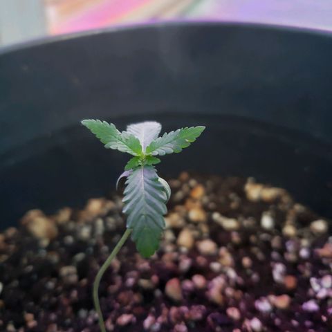 #1 Jane  growlog photo: Cresceu outro par de folhas 