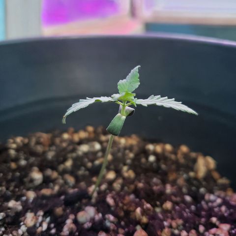 #1 Jane  growlog photo: Cresceu outro par de folhas 