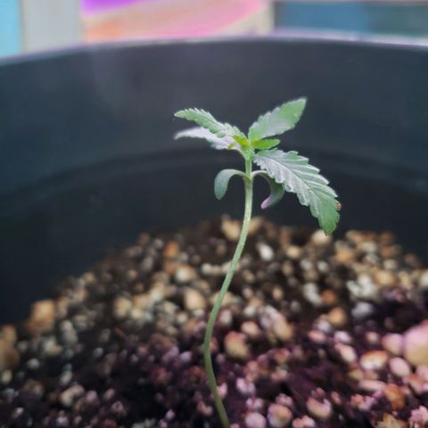 #1 Jane  growlog photo: Cresceu outro par de folhas 