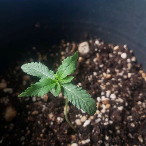 #1 Jane  growlog photo: Foto registrada no fim do tempo de luz. Agora ela vai entrar no período escuro. 