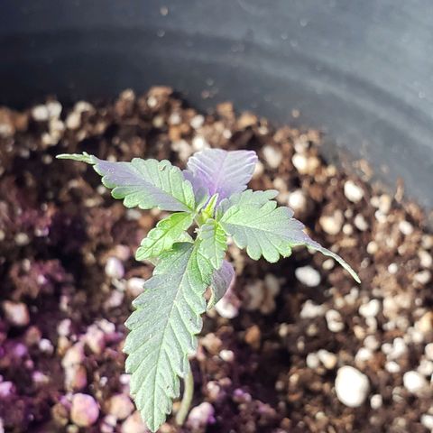 #1 Jane  growlog photo: Mais um par de folhas crescendo, esta localizado no meio