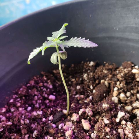 #1 Jane  growlog photo: Mais um par de folhas crescendo, esta localizado no meio