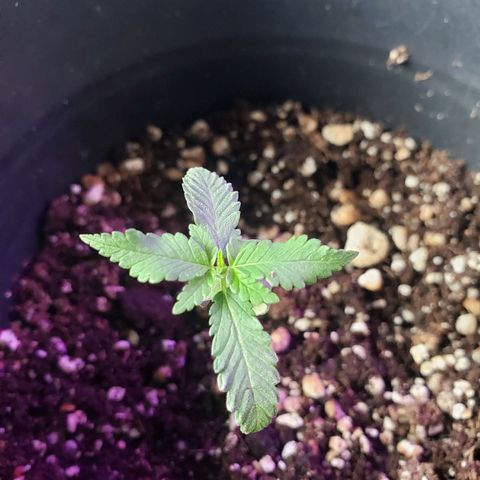 #1 Jane  growlog photo: Mais um par de folhas crescendo, esta localizado no meio