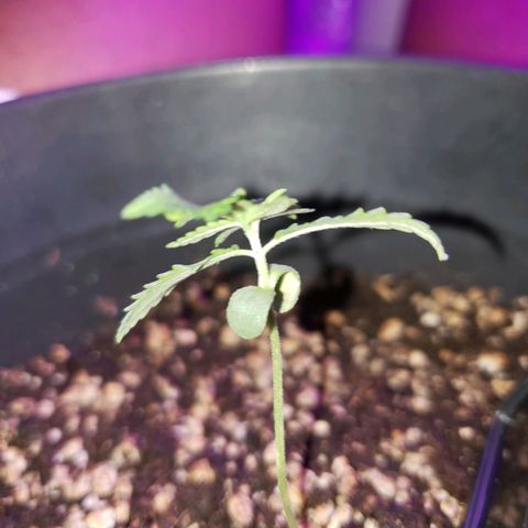 #1 Jane  growlog photo: As folhas se desenvolveram bem