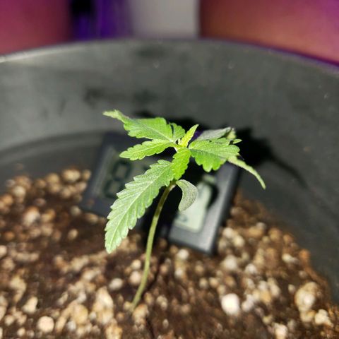 #1 Jane  growlog photo: As folhas se desenvolveram bem