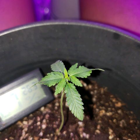 #1 Jane  growlog photo: As folhas se desenvolveram bem