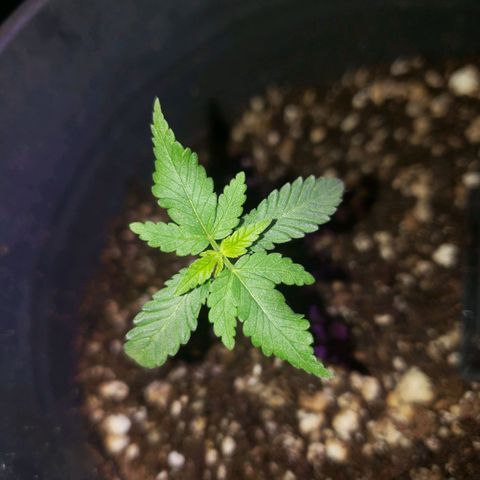 #1 Jane  growlog photo: Folhas do meio se desenvolveram bem. 