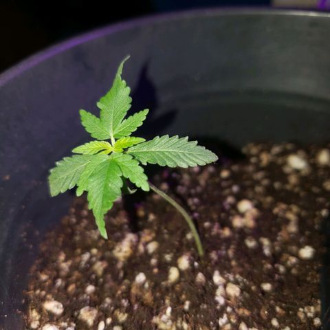#1 Jane  growlog photo: Folhas do meio se desenvolveram bem. 