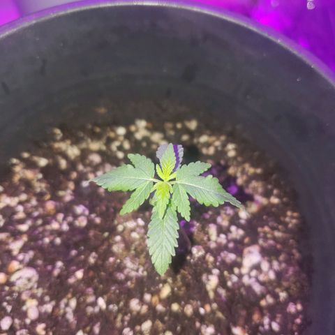 #1 Jane  growlog photo: Não desenvolveu quase nada 