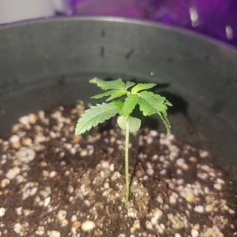#1 Jane  growlog photo: Não desenvolveu quase nada 