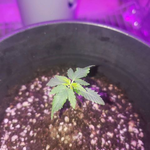 #1 Jane  growlog photo: Não desenvolveu quase nada 