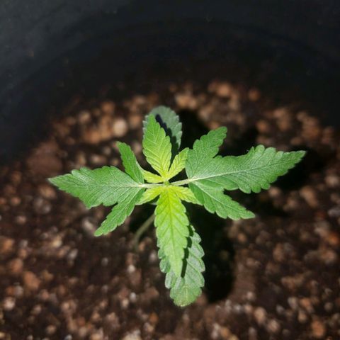 #1 Jane  growlog photo: As folhas do meio tiveram um bom crescimento 