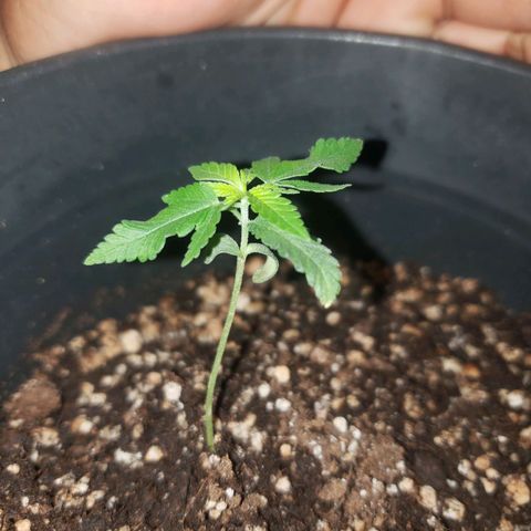 #1 Jane  growlog timeline photo