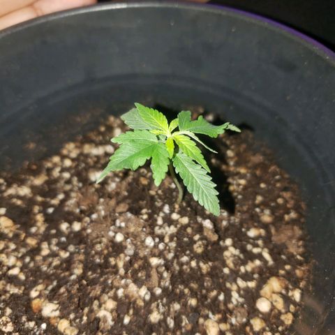 #1 Jane  growlog timeline photo