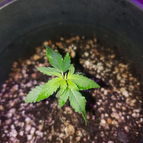 #1 Jane  growlog photo: Esta crescendo mais um par de folhas no meio