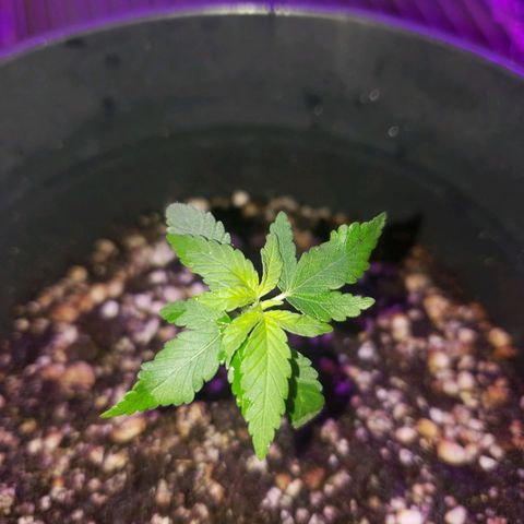 #1 Jane  growlog photo: Esta crescendo mais um par de folhas no meio