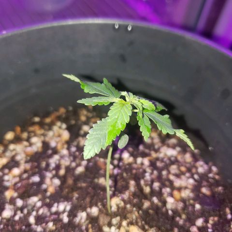 #1 Jane  growlog photo: Esta crescendo mais um par de folhas no meio