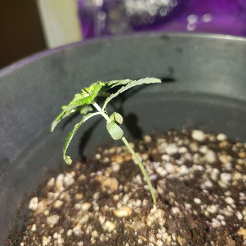 #1 Jane  growlog photo: Esta crescendo mais um par de folhas no meio