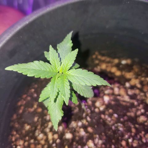 #1 Jane  growlog photo: Desenvolvimento muito bom, folhas bem verdes, a folha no meio esta se desenvolvendo bem também.