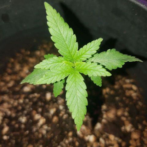 #1 Jane  growlog photo: Desenvolvimento muito bom, folhas bem verdes, a folha no meio esta se desenvolvendo bem também.