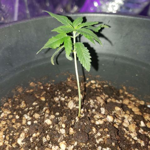 #1 Jane  growlog photo: Desenvolvimento muito bom, folhas bem verdes, a folha no meio esta se desenvolvendo bem também.
