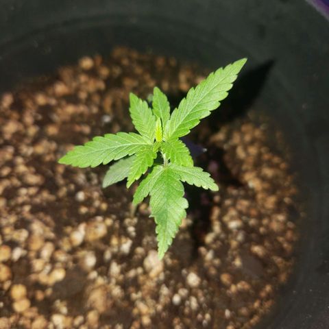 #1 Jane  growlog photo: Desenvolvimento muito bom, folhas bem verdes, a folha no meio esta se desenvolvendo bem também.