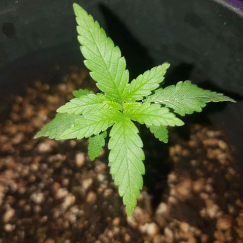 #1 Jane  growlog timeline photo