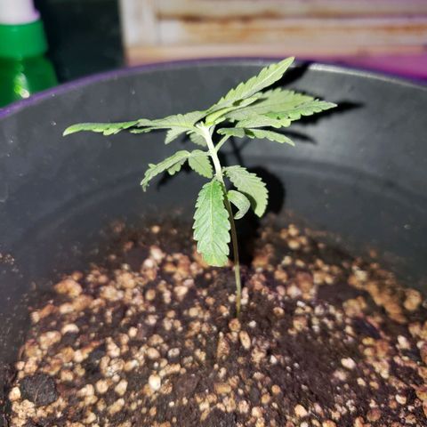 #1 Jane  growlog photo: Não desenvolveu muito 
