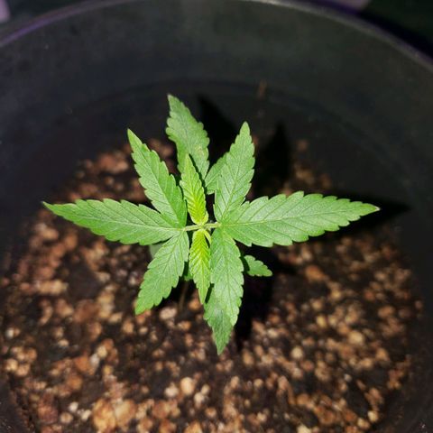 #1 Jane  growlog photo: Não desenvolveu muito 