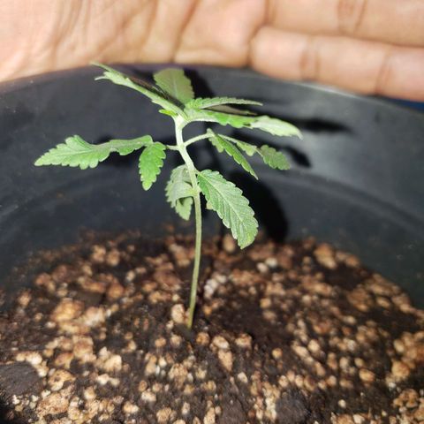 #1 Jane  growlog timeline photo