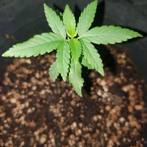 #1 Jane  growlog timeline photo