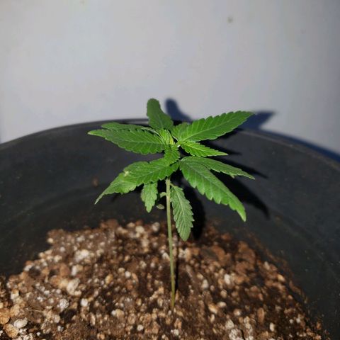 #1 Jane  growlog photo: Mais um par de folhas crescendo no meio