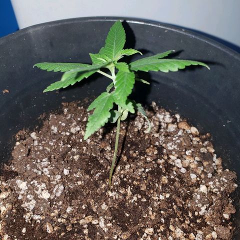 #1 Jane  growlog photo: Mais um par de folhas crescendo no meio