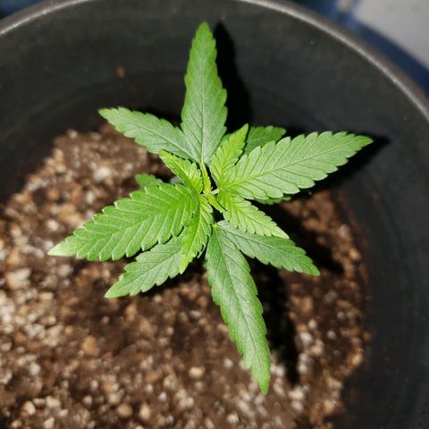 #1 Jane  growlog photo: Mais um par de folhas crescendo no meio