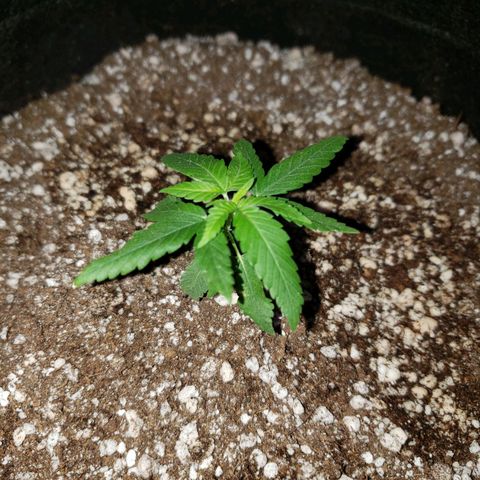 #1 Jane  growlog photo: Feito o transplante dela para um vaso de 11L