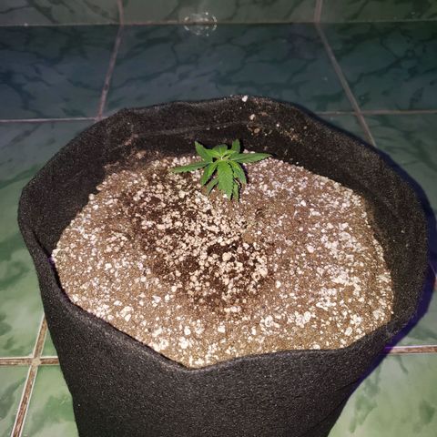 #1 Jane  growlog photo: Feito o transplante dela para um vaso de 11L