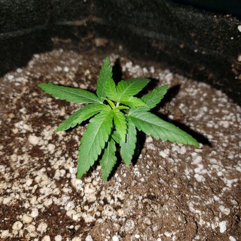 #1 Jane  growlog photo: Feito o transplante dela para um vaso de 11L