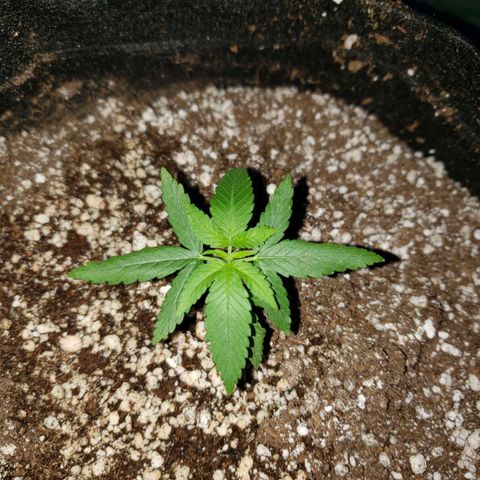 #1 Jane  growlog photo: Feito o transplante dela para um vaso de 11L