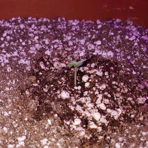 #1 Mary growlog timeline photo