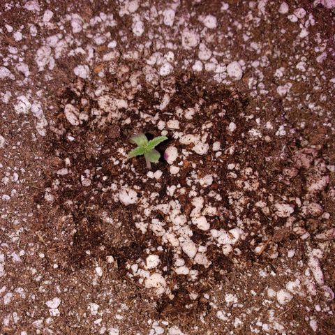 #1 Mary growlog timeline photo