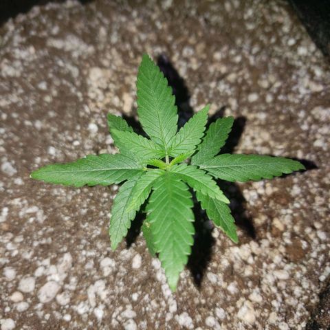 #1 Jane  growlog timeline photo