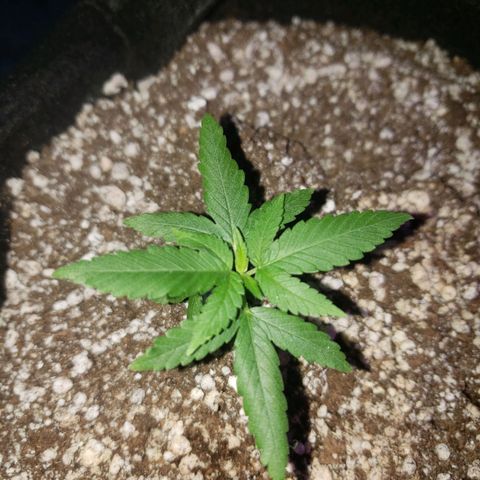 #1 Jane  growlog timeline photo