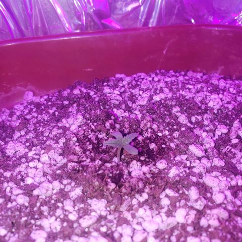 #1 Mary growlog timeline photo