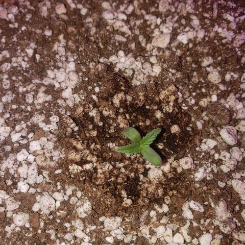 #1 Mary growlog timeline photo