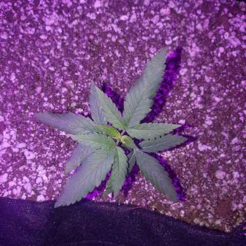 #1 Jane  growlog timeline photo