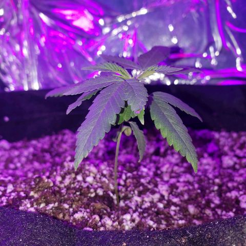 #1 Jane  growlog timeline photo