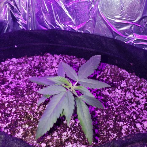 #1 Jane  growlog timeline photo