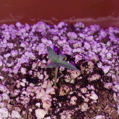 #1 Mary growlog timeline photo